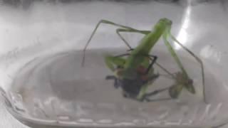 Black Widow vs Praying mantis : Fight to the death