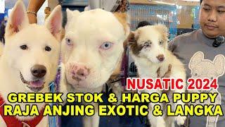 Grebek Stok & Harga Anjing Exotic Langka Di Nusatic 2024