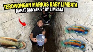 TEROWONGAN KECIL SURGA LIMBATA? HABIS HUJAN BANYAK ANAKAN LIMBATA DI SELOKAN KECIL