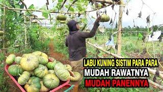 Ini Cara Baru Menanam LABU KUNING  Sistem Para Para Hemat Lahan Buah Banyak