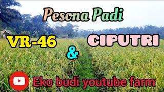 Padi Unggul, Padi VR-46 dan Padi CIPUTRI, Padi tahan Rebah dengan Hasil Melimpah