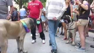 A DOG' S LIFE - GAY PRIDE 2014, NYC