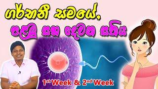 Pregnancy 1st and 2nd Week | Sinhala Medical Review | අම්මයි බබයි