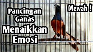 MURAI BATU GACOR FULL ISIAN TEMBAKAN MEWAH KRETEKAN GANAS AMPUH MEMANCING EMOSI MURAI BATU LAWAN