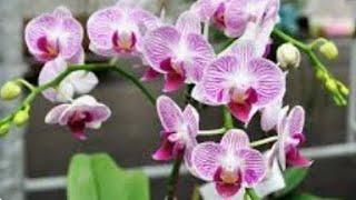 sonata channel is live! pretty orchids  #flower #live