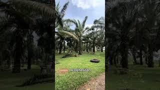 Luar biasa petani ini menjadikan kebun sawit menjadi agro wisata