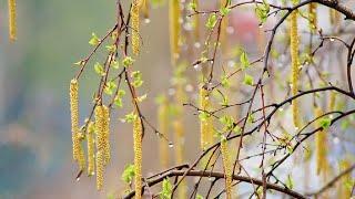 Весеннее дыхание... - Музыка души - Spring breath ... Music of the soul