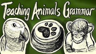 Teaching animals to be grammatical – Can Animals Grammar? #2