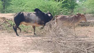 Beautiful Cow Short Video||Small Cow||Big Bull