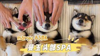 【ASMR】曼玉Manyu头部Spa | 每周清洁 (请戴耳机)  #柴犬 #多巴胺 #豆柴 #抖音 #柴犬可愛い