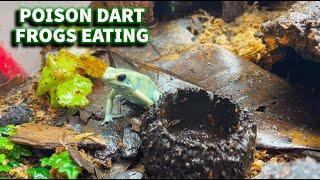 One of the deadliest poison dart frogs in the world is actually quite adorable