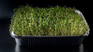 How to Grow Broccoli Sprouts at Home