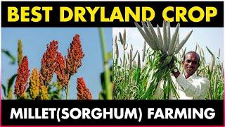 Sorghum Farming / Millet (Jowar) Cultivation | Best Dryland Crop