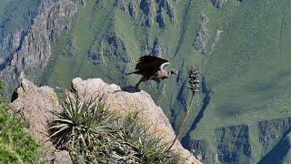 Peru, Canyon du Colca (subtitulos en español)