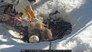 @FOBBVCAM Shadow replaces Jackie and feeds the chicks