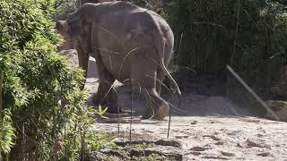 elephant video zoo 4k,short elephant clip,Zoo Videos Leipzig