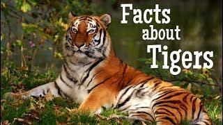 Tiger Facts for Kids | Classroom Learning Video