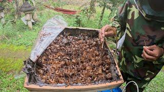 Stingless Beekeeping in Bali: Exploring the Balangan Bee Farm