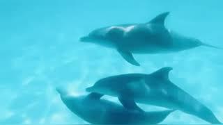 Swimming With Dolphins In Zanzibar, Tanzania (2021)