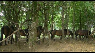 Exmoor Ponies - Rewilding Coombeshead