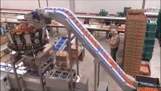 Basic cherry tomato packing line with manual bagging option