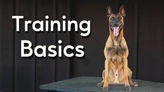 Master the Basics of Working Dogs