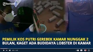 Viral Pemilik Kos Putri Gerebek Kamar yang Nunggak 2 Bulan, Kaget Ada Budidaya Lobster di Kamar