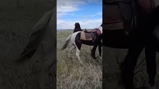 horses defend their Territory