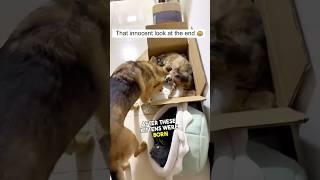 Dog Thinks Kitten is His Own Puppy #shorts  #wholesome