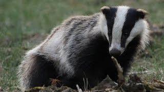 European Badger - Animal of the Week