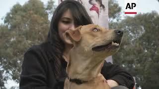 Pets of all kinds celebrated at Cairo animal fest