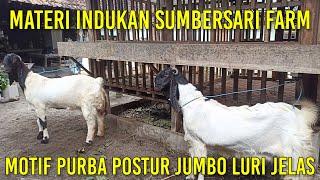 Indukan Kambing Super Luri Sentot pencetak Postur Jumbo | Sahabat Sapi Dolan kandang