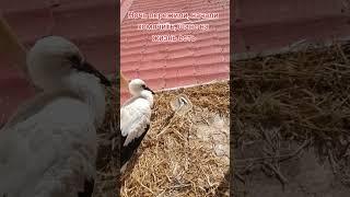 Первые сутки подстреленого аиста #stork #animals #аист #брестскийаист #короткиевидео #милота