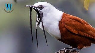 Meet One Of The Loudest Birds In The World (Three-wattled Bellbird)