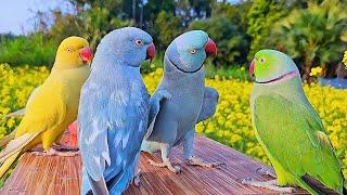 Funny Parrot Talking Natural Sounds