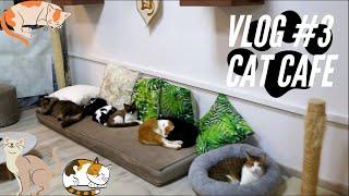 CAT CAFE IN DUBAI | VLOG #3!