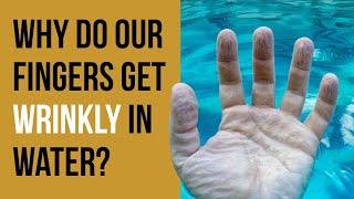 Why do our fingers & toes get wrinkly in water?