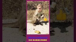 105 monkey video  #monkeybaby  #animals #funnymonkeyvideos