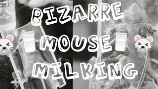 Bizarre Mouse Milking 1960 #weird #strange #bizarre #mouse