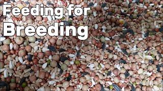 What I Feed my Breeding Pigeons