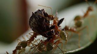 Ants Battle to Protect Their Fortress | Life Story | BBC Earth