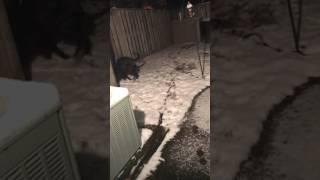 Dogs first snow