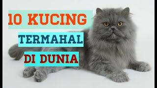 10 Kucing Termahal Di Dunia!! Wajib Tengok!!