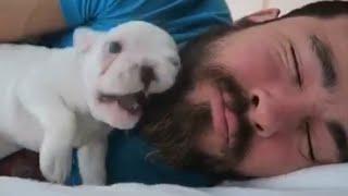 Puppy Chews Owner's Beard To Wake Him Up