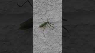 Praying Mantis! Endangered Species! Alien!! U.F.O.!!!   #prayingmantis , #endangeredspecies, #aliens