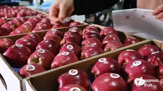 Turkish fresh apple garden