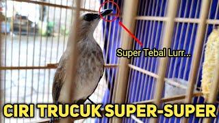 Dapat Trucukan Mewah, Ciri-ciri Trucukan Jago Uklik Super Murah