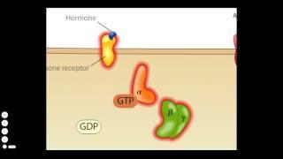 Cholera Toxin Mode of Action