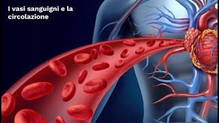 LE SUPERSINTESI DI SCIENZE: I vasi sanguigni e la circolazione (classe seconda)