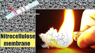 nitrocellulose membrane